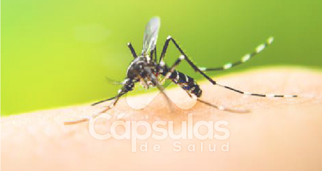 El Dengue